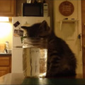 【動画】水を飲む姿勢で寝てしまった子猫