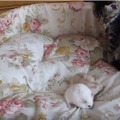 【動画】ハムスターにビビりすぎな子猫