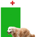 「避難訓練 Dogs only」は犬だけが参加できる避難訓練。災害時の避難所生活を想定し、飼い主と離れて他の犬たちとの共同生活を体験する（画像はプレスリリースより）