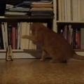 【動画】猫 vs メトロノーム