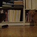 【動画】猫 vs メトロノーム