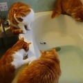 【動画】おもちゃの魚を狙ってお風呂に落ちてしまった猫