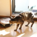 ペットの毛も吸ってくれる。が、小さくて猫は乗れない