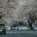 桜の開花予想が発表に！熊本3月22日、上野23日