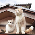 『飛び猫』写真展が開催！「春の飛び猫写真展　全国巡回」栃木・福島・京都の3都市で！