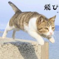 『飛び猫』写真展が開催！「春の飛び猫写真展　全国巡回」栃木・福島・京都の3都市で！