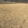 ソーラーシェアリング設置準備中の耕作地
