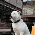 北海道犬の海斗くん