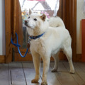 北海道犬の海斗くん