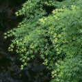 東福寺の青もみじ