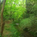 “糺の森”は雨の日でも森の香りが濃くなり気持ちがいい