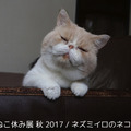 「ねこ休み展 秋 2017」の開催が決定！新作も多数展示