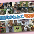 保護犬写真集のクラウドファンディングがスタート