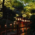 貴船神社の青もみじライトアップ