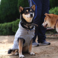 （C）2019「柴公園」製作委員会