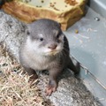 サンシャイン水族館、1月16日からコツメカワウソの赤ちゃんを一般公開