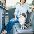 ホンダアクセス、愛犬とのお出かけを想定した「N-VAN」コンセプトモデルをインターペットに出展