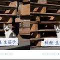 自由気ままな猫たちが癒してくれる...猫写真家・沖昌之の写真集発売