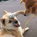 雑種犬二匹の「じゃれ愛」を集めた写真集『がくこ』が発売