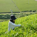 静岡の茶草場農法：茶摘み体験【錦怜那】