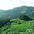 静岡の茶草場農法