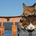 大丸梅田店がねこだらけに！「世界猫の日」にあわせて初企画