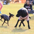 愛犬と様々なアクティビティが楽しめる！「九十九里ビーチドッグフェスティバル2019」開催