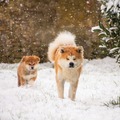 貴重な秋田犬の赤ちゃん写真も！「秋田犬のおやこ」写真展が開催