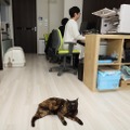 【ペットと出勤できる会社】“猫とともに働く”IT企業「ファーレイ」