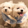 鼻ぺちゃ犬の合同写真展＆物販展「鼻ぺちゃ展 2020 in 広島」