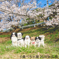 鼻ぺちゃ犬の合同写真展＆物販展「鼻ぺちゃ展 2020 in 広島」