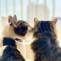 WEBねこにすと第2弾