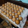 こだわりが客を呼ぶ、だしまき玉子専門店「卵道」！3種の卵使い分けテイクアウトも
