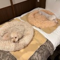 【宿泊レポート】軽井沢で愛犬と快適に過ごす！一度は泊まってみたい「ルシアン旧軽井沢」