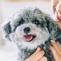 犬のオーラルケアの重要性を解説　「ドッグハピネス」公式サイトオープン