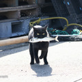 「どら猫」著者：五十嵐 健太定価：1,400円＋税発行：飛び猫合同会社