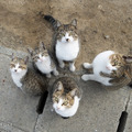 「どら猫」著者：五十嵐 健太定価：1,400円＋税発行：飛び猫合同会社