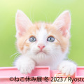 トータルSNSフォロワー数300万人超え！「ねこ休み展 冬 2023」来年1月開催