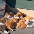 SNSフォロワー計90万人の猫写真家夫妻が撮るフォトブック『島にゃんこ』2月22日発売