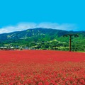 日本一のベゴニア畑（イメージ）