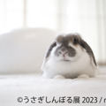 「うさぎしんぼる展 2023」展示作品