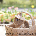 「うさぎしんぼる展 2023」展示作品