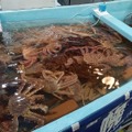 【札幌蟹販】水槽