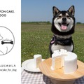 犬用シフォンケーキ専門インスタ開設！愛犬家の新たな交流の場に