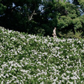 （C）2023「あの花が咲く丘で、君とまた出会えたら。」製作委員会　