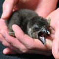 京都水族館でかわいいケープペンギンの赤ちゃんが誕生