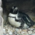 京都水族館でかわいいケープペンギンの赤ちゃんが誕生