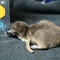 京都水族館でかわいいケープペンギンの赤ちゃんが誕生