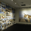 飛び猫写真展