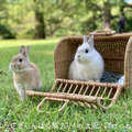 うさぎしんぼる展